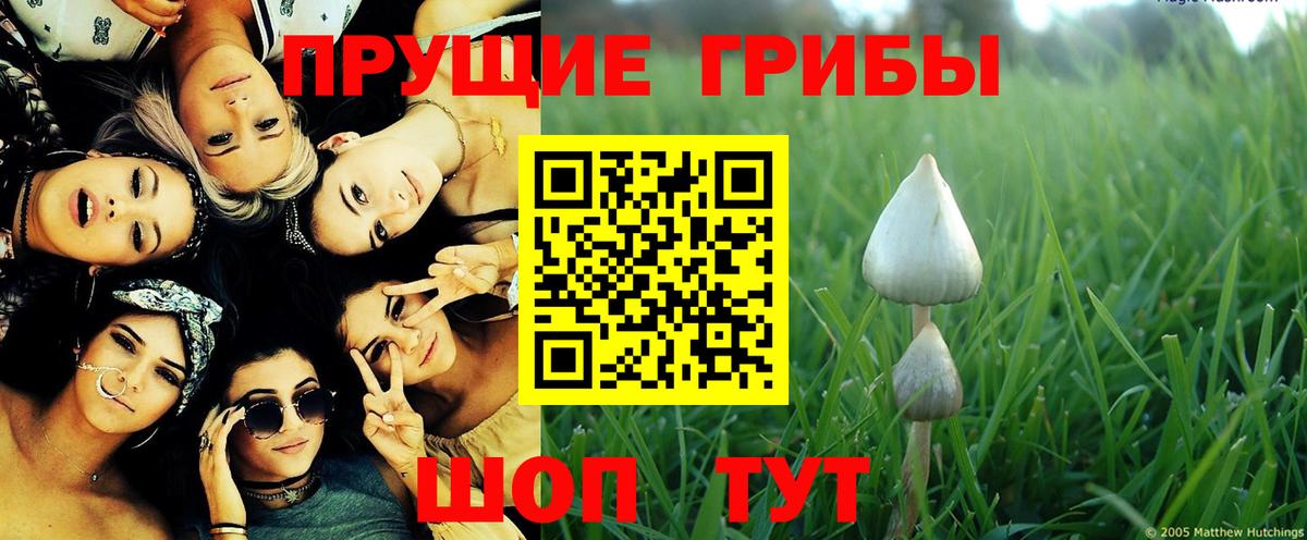 где купить   Вход с VPN  Самара  Галлюциногенные грибы GOLDEN TEACHER 